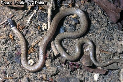 Yaqui Black-headed Snake