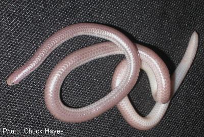 Western Blind Snake