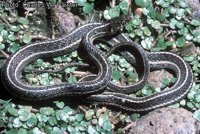 Northern Mexican Gartersnake