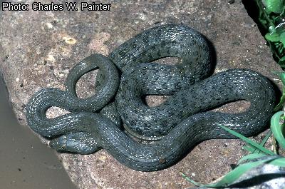 Narrow-headed Gartersnake