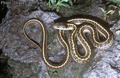 Plains Gartersnake