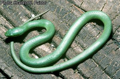 Smooth Greensnake