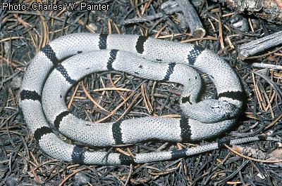 Gray-banded Kingsnake