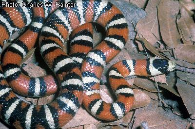 Pyro Mountain Kingsnake