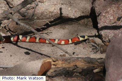 Knobloch’s Mountain Kingsnake