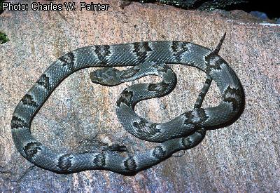 Sonoran Lyresnake