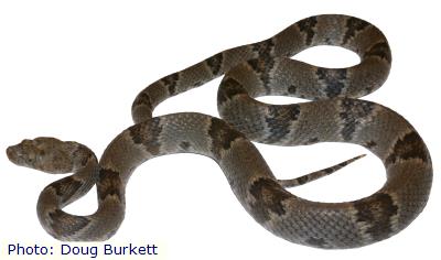 Texas Lyresnake