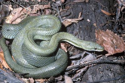 Green Rat Snake