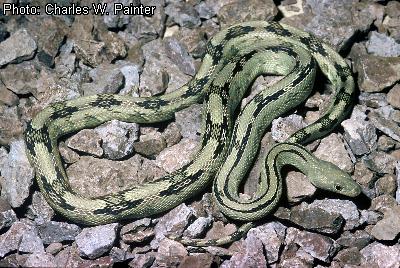 Trans-Pecos Rat Snake