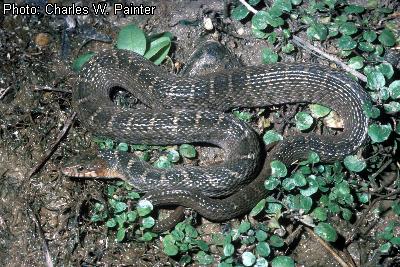 Yellow-bellied Water Snake