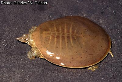 Midland Smooth Softshell Turtle