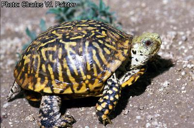 Ornate Box Turtle