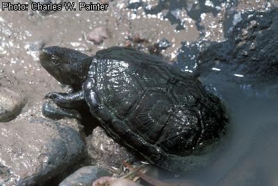 Sonoran Mud Turtle
