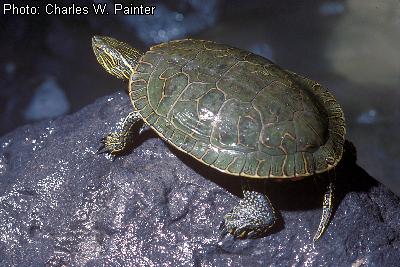 Western Painted Turtle