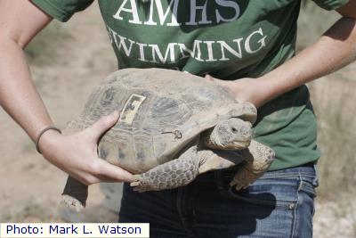 Bolson’s Tortoise