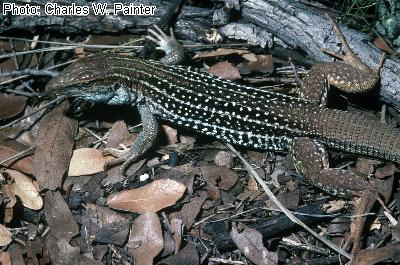 Giant Spotted Whiptail