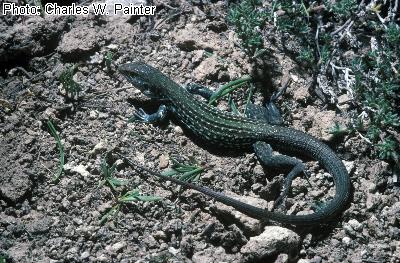 Texas Spotted Whiptail