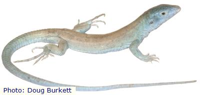 Little White Whiptail