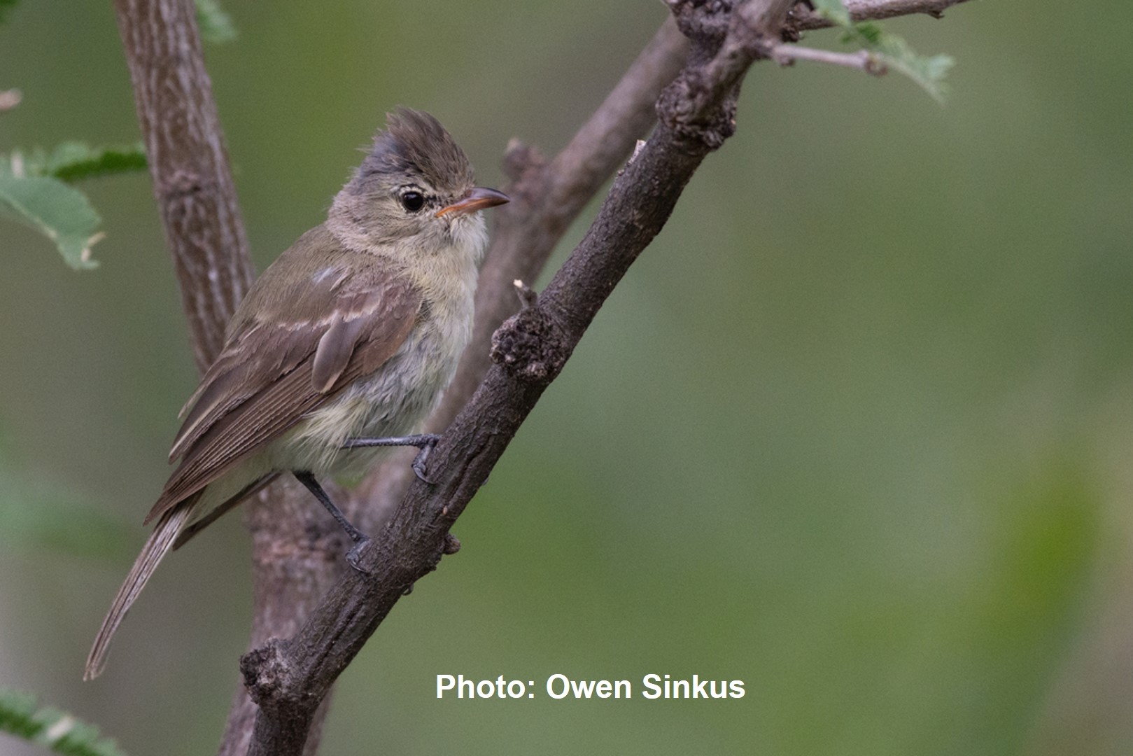 Northern Beardless-Tyrannulet