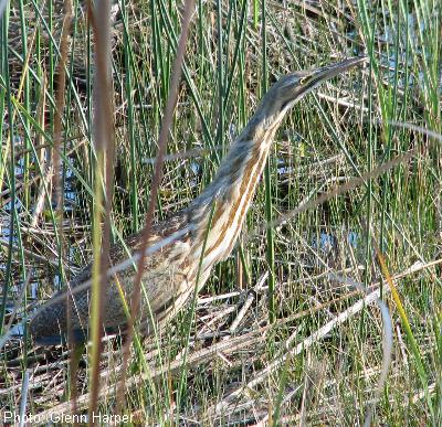 American Bittern