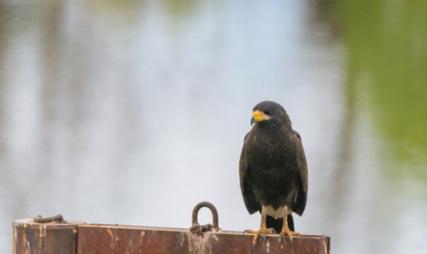 Common Black Hawk