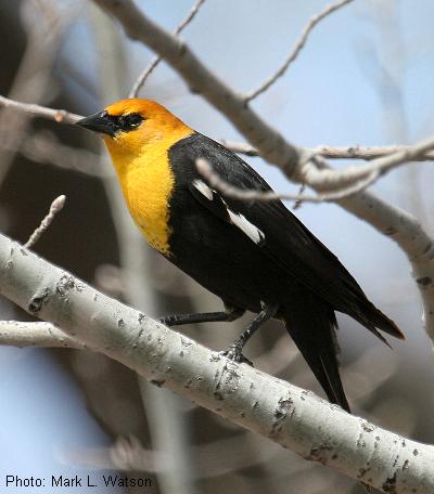 Yellow-headed Blackbird