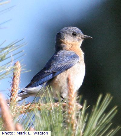 Eastern Bluebird