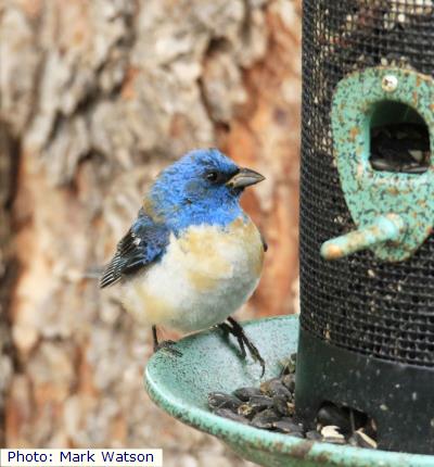 Lazuli Bunting