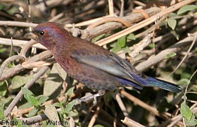 Varied Bunting