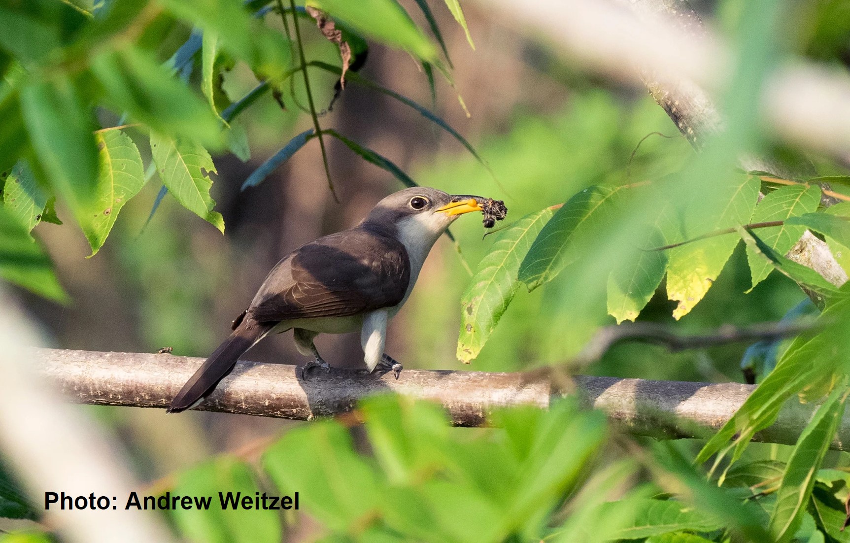 Yellow-billed Cuckoo