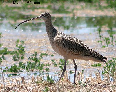 Long-billed Curlew