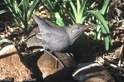 American Dipper