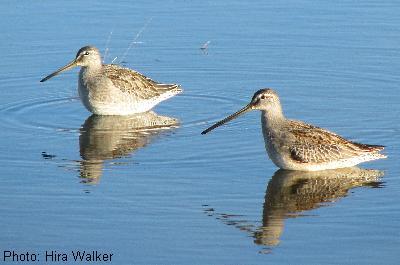 Long-billed Dowitcher