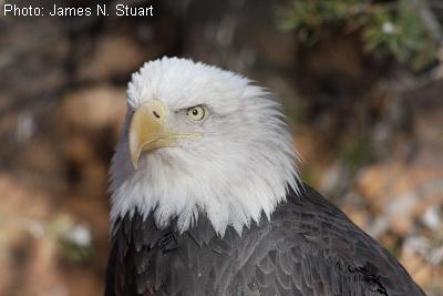 Bald Eagle