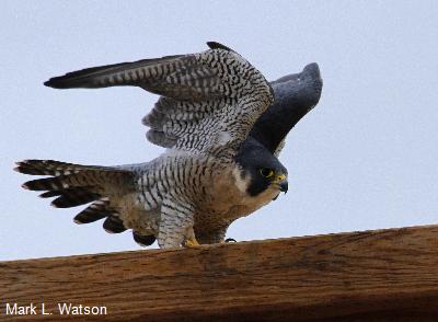 Peregrine Falcon