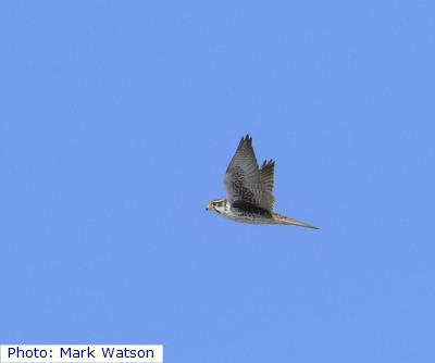 Prairie Falcon