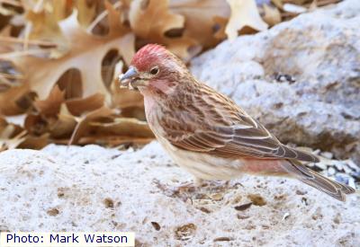 Cassin’s Finch