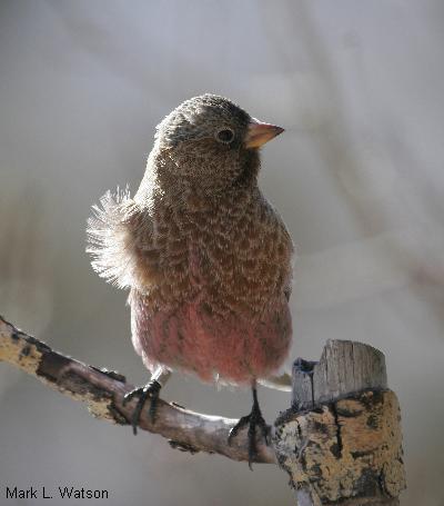 Gray-crowned Rosy-Finch