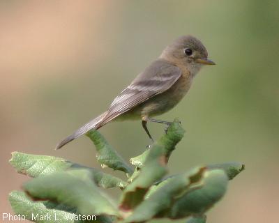 Buff-breasted Flycatcher