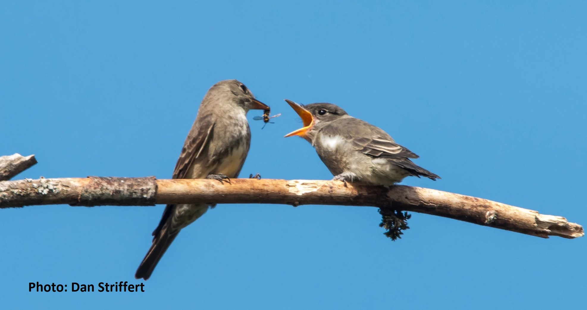 Olive-sided Flycatcher