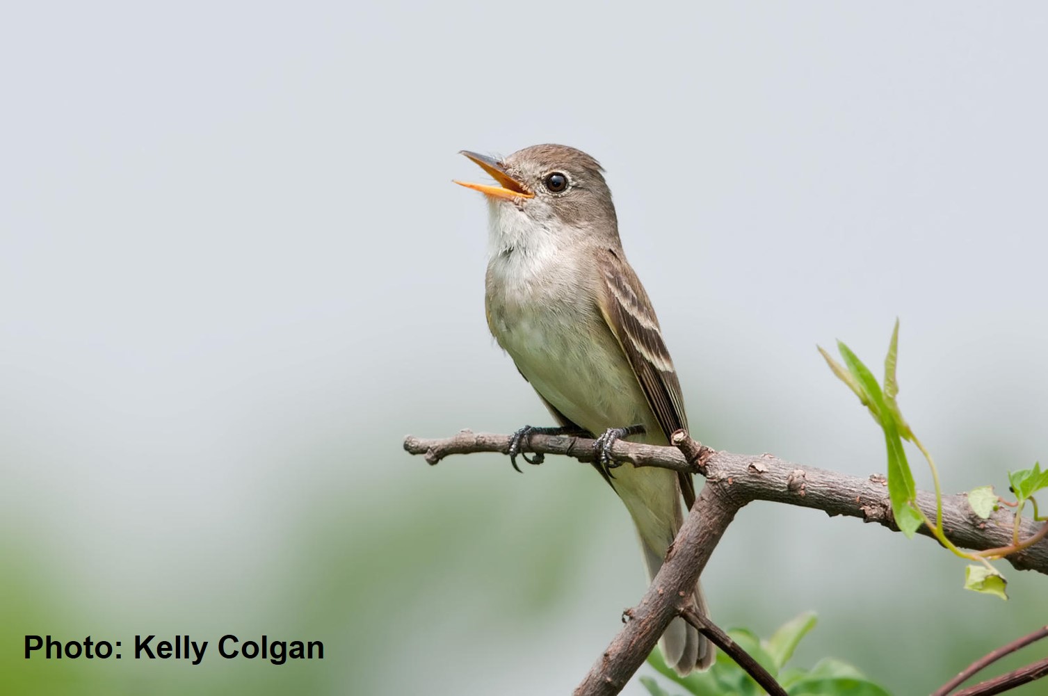 Southwestern Willow Flycatcher