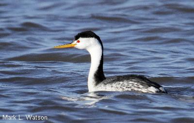 Clark’s Grebe