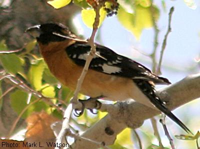 Black-headed Grosbeak
