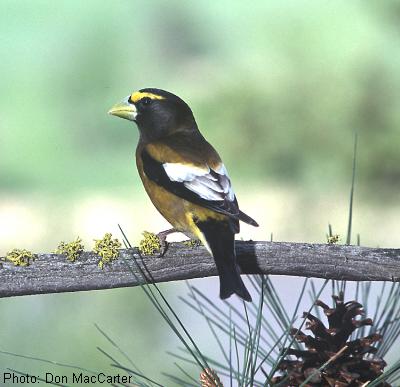 Evening Grosbeak
