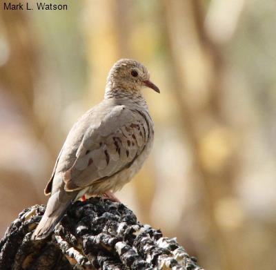 Common Ground Dove