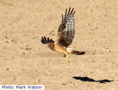 Northern Harrier
