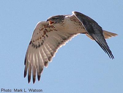 Ferruginous Hawk