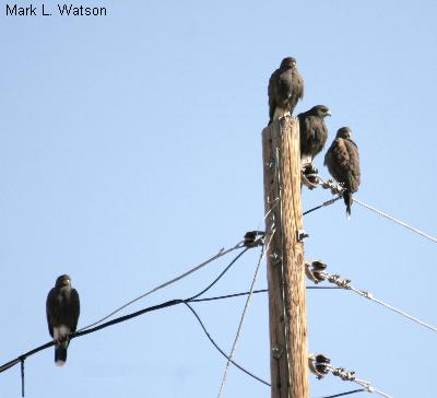 Harris’s Hawk