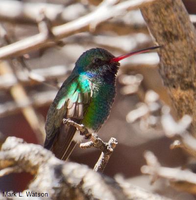 Broad-billed Hummingbird