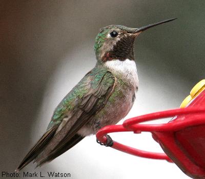 Broad-tailed Hummingbird